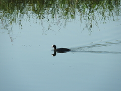 Fulica atra