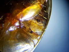 Laccophilus proximus