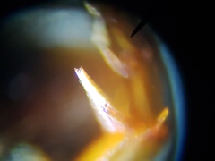 Laccophilus proximus