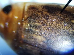 Laccophilus proximus