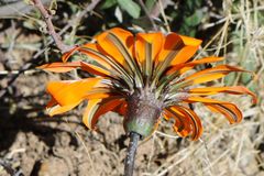 Gazania rigida