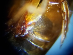 Laccophilus proximus