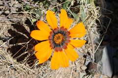 Gazania rigida