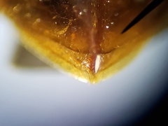 Laccophilus proximus