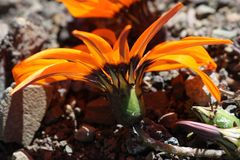 Gazania rigida