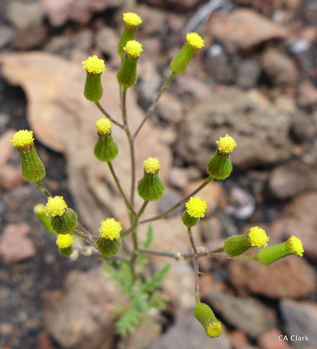 Senecio sylvaticus