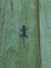 Hemidactylus frenatus