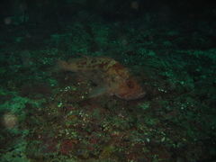 Sebastes auriculatus
