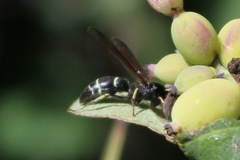 Ancistrocerus albolacteus