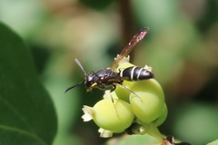 Ancistrocerus albolacteus