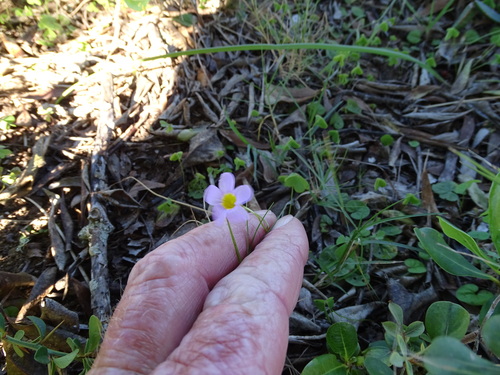 Image of Oxalis caprina by (c) Shaun Swanepoel, some rights reserved (CC BY)