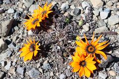 Gazania rigida