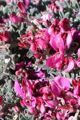 Indigofera hantamensis