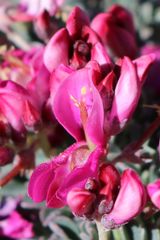 Indigofera hantamensis