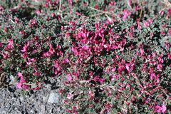 Indigofera hantamensis