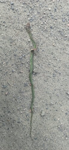 Brazilian Green Racer