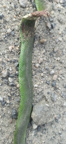 Brazilian Green Racer