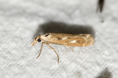 Occidentalia comptulatalis