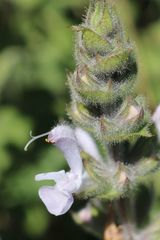 Salvia disermas