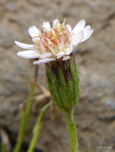 Tetramolopium humile