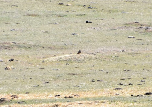 Burrowing Owl