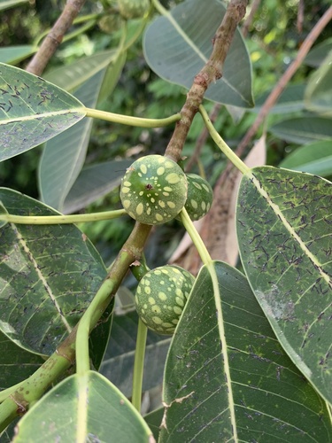 Ficus insipida - Leaves