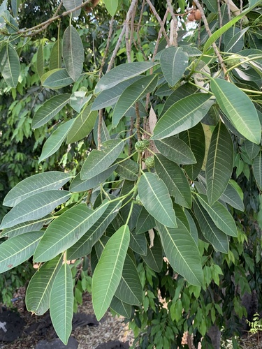 Ficus insipida - Whole tree