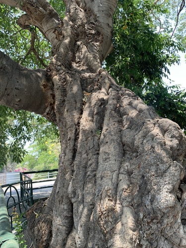 Ficus insipida - Leaves