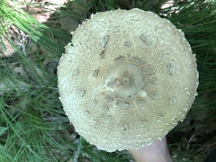 Macrolepiota