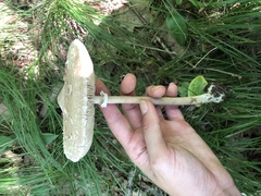 Macrolepiota