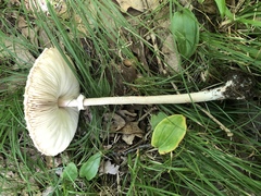 Macrolepiota