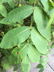 Magnoliopsida