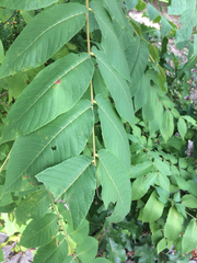 Magnoliopsida