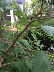 Magnoliopsida