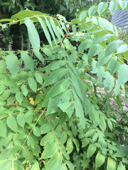 Magnoliopsida