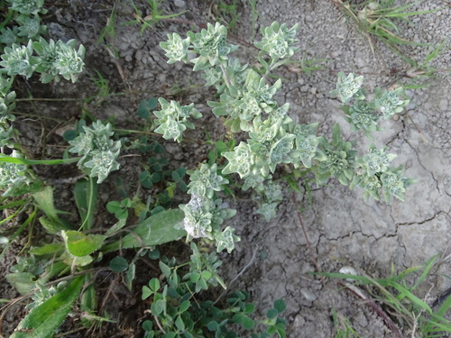 Image of Flathead Rabbit Tobacco (Diaperia prolifera) by (c) Nathan May, some rights reserved (CC BY)