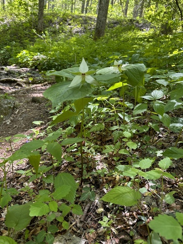 Trillium simile, photograph 6