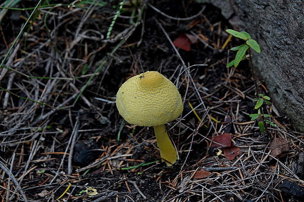 Leucocoprinus birnbaumii · April 2025 · photo: © maxcampbell (iNaturalist, cc-by-nc)