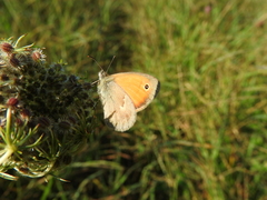 Coenonympha pamphilus