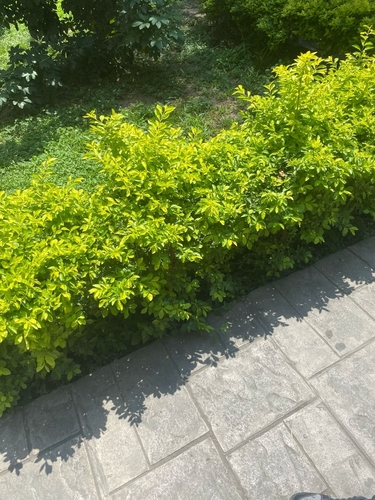 Flueggea suffruticosa iNat (3)