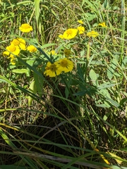 Helenium autumnale