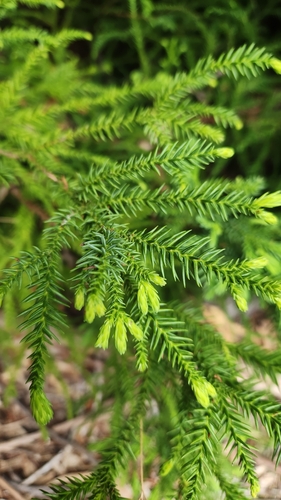 Cryptomeria japonica observed 2025-04-28