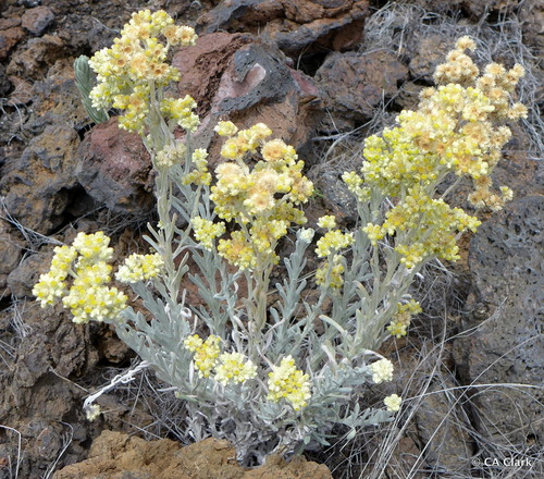 Pseudognaphalium sandwicensium