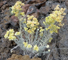 Pseudognaphalium sandwicensium