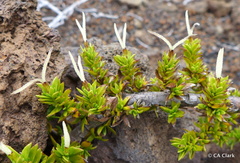 Coprosma ernodeoides