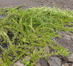 Coprosma ernodeoides