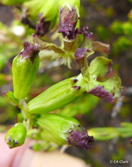 Silene struthioloides