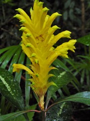 Aphelandra chamissoniana