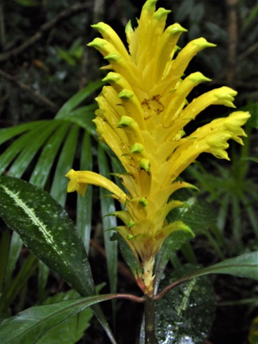 Aphelandra chamissoniana (Aphelandra chamissoniana)