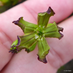 Silene struthioloides